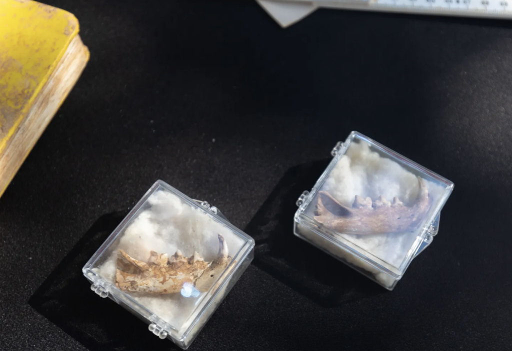 Close-up of two small bone fragments in clear display boxes, believed to be jawbones of ancient Ice Age cats. The bones are resting on a black surface, with a weathered yellow book partially visible nearby.
